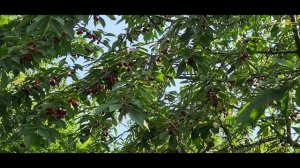 "Вкусная"  дорога на работу