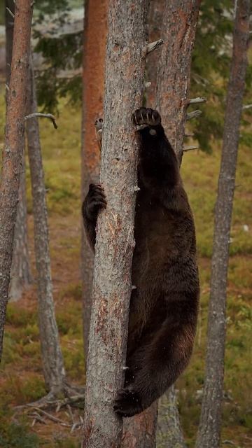 Благодаря мощным когтям и развитой мускулатуре, медведи прекрасно лазают по деревьям! смотреть онлайн