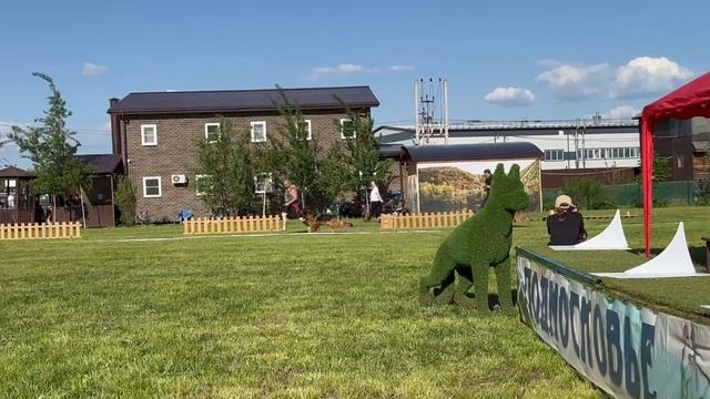 РАБОЧИЙ СУКИ / КЧК БРОННИЦЫ 24 мая`25 F.Bogoeski, О.Васильев Моно немецких овчарок