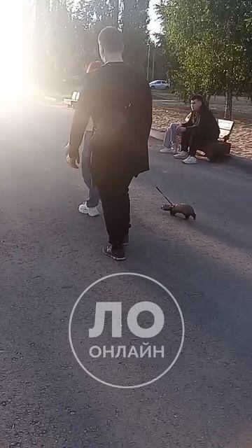 на Центральном пляже Липецка был замечен хорёк на поводке.mp4