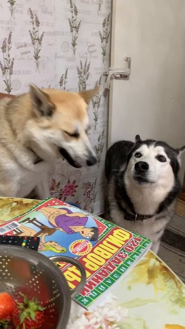 Погладь Брюлика
#хаски #щенок #собака #домашниеживотные #БрюликиЛиска #dog смотреть онлайн