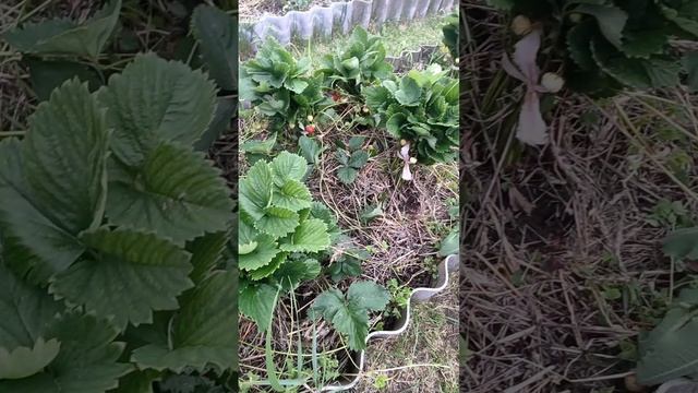 спасаю клубнику от сырости