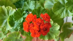 Болезни на Пеларгонии Герани как с ними бороться