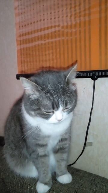 А вы еще спрашиваете почему это самая красивая кошка в мире?!      #funnyvideo