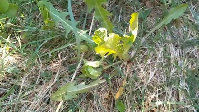 НА ПОДНОЖНОМ КОРМЕ!  Что заменяет рукколу? Что пить курсом после простуды? Дикоросы весной