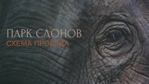 Как проехать в парк слонов в Сочи в 2025 году? Где находится парк слонов? Подробности в видео...