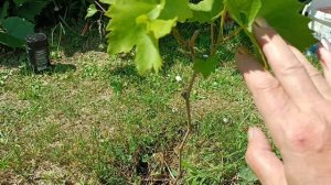 Формирование винограда в первый год после посадки