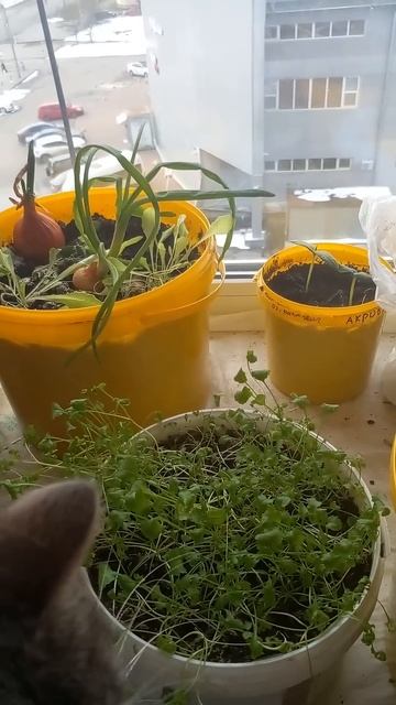 В прошлом году я съела всю рассаду огурцов. В этом, если повезет, я сделаю это снова!