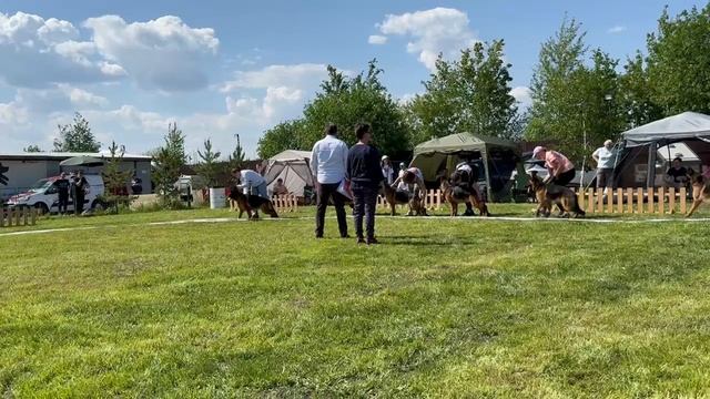 ЮНИОРЫ СУКИ / КЧК БРОННИЦЫ 24 мая`25 F.Bogoeski, О.Васильев Моно немецких овчарок