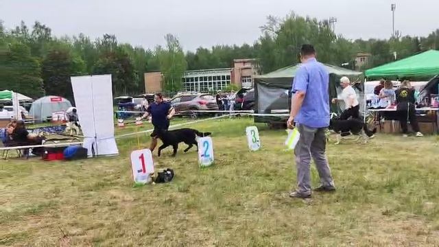 ВЕО - Дочь Валентлайф ФЕИ - Валентлайф Югославия - выставка.