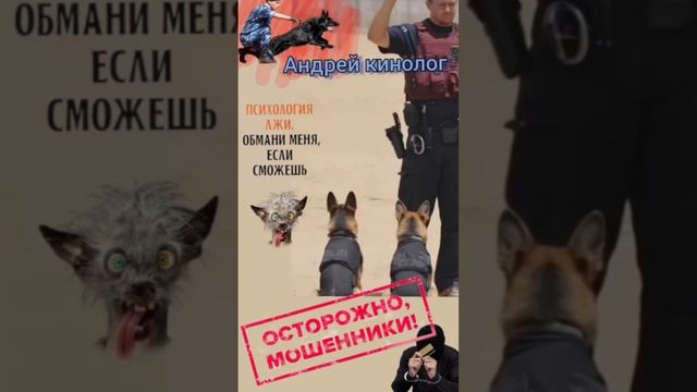 Поставки верблюжих губ от ВЛАДА! смотреть онлайн