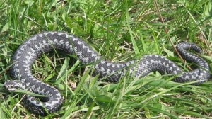 Гадюка обыкновенная. Расскажем и покажем.