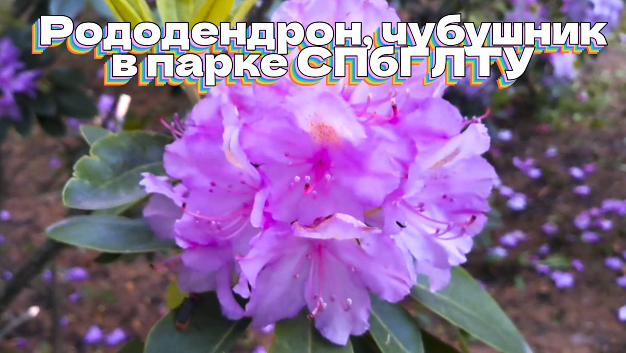 Рододендрон, чубушник в парке СПбГЛТУ смотреть онлайн