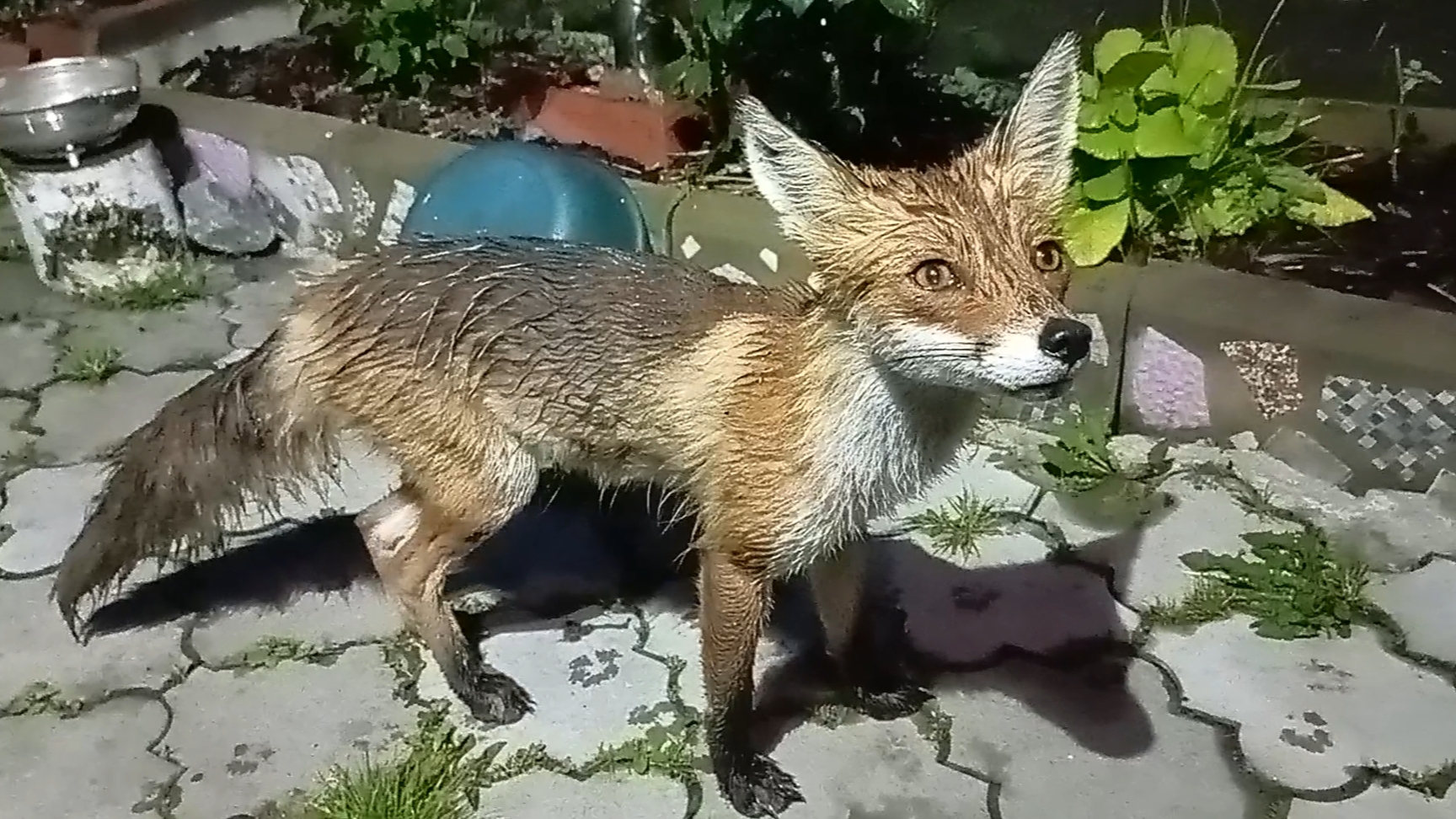 (1054) Лиса приходит в гости. Июнь 2025 смотреть онлайн