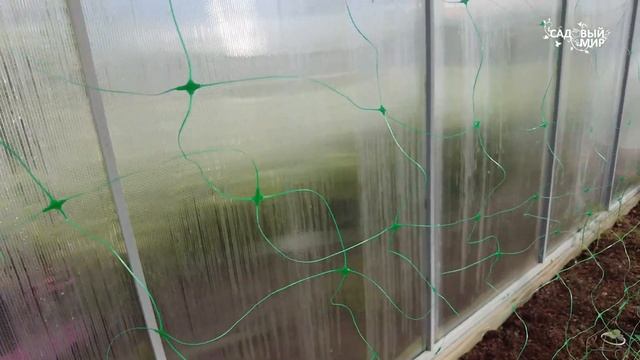 САМЫЙ УДОБНЫЙ ОГУРЕЧНИК. ШПАЛЕРНАЯ СЕТКА: ЛЕНИВЫЙ СПОСОБ ВЫРАСТИТЬ ОГУРЦЫ