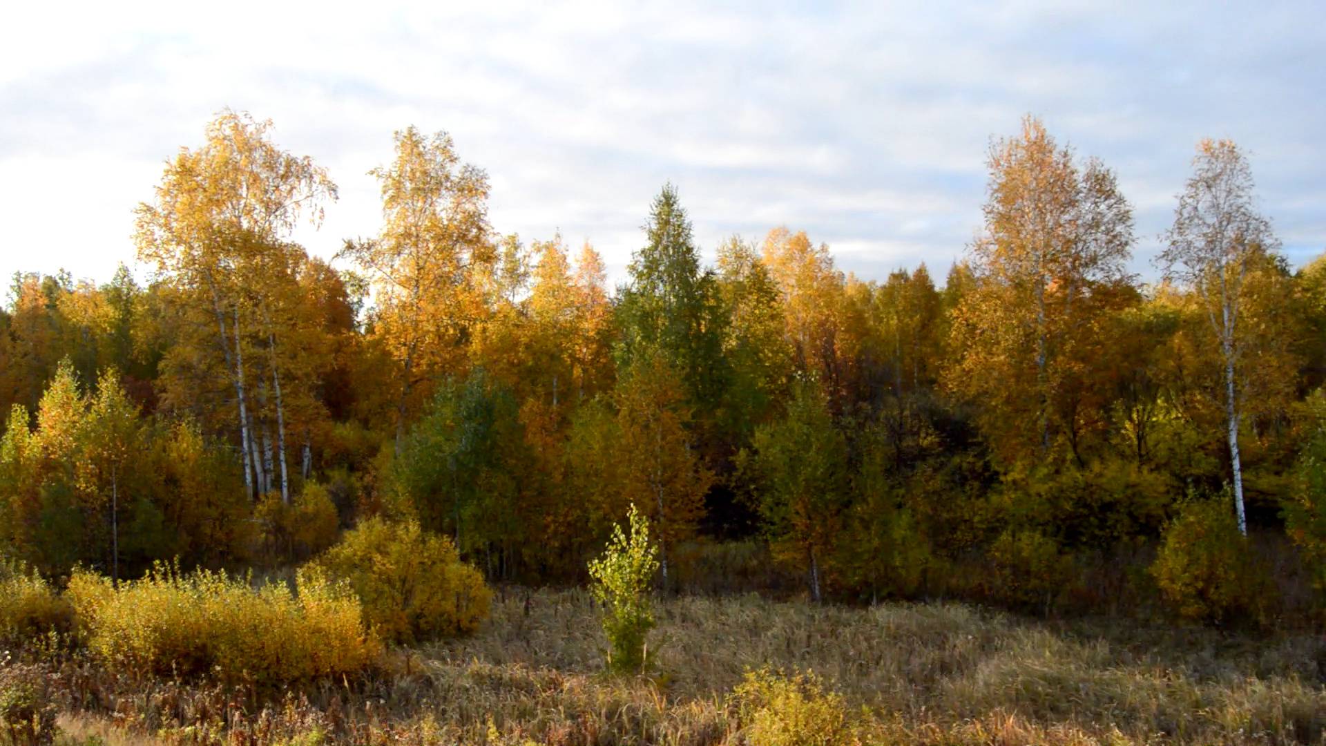 Осенний уральский лес из электропоезда