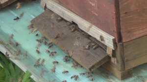 Пчёлы,солнце,липа.