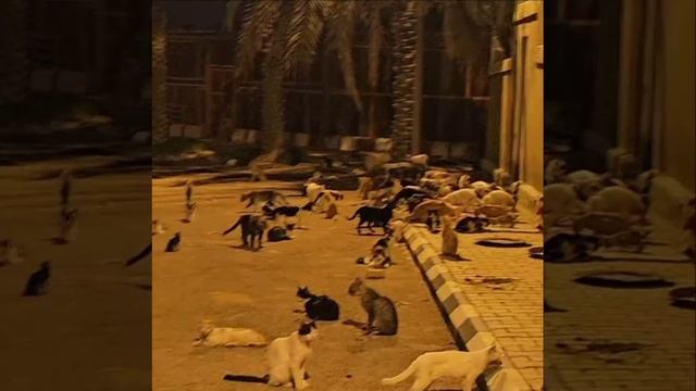 В Саудовской Аравии прошёл котопад: в столице страны есть огромная улица, где всё усыпано котиками. смотреть онлайн