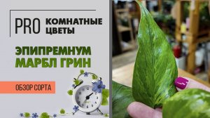 Эпипремнум Марбл Грин. Обзор сорта. Лиана для дома и офиса. Красивое и эффектное растение.