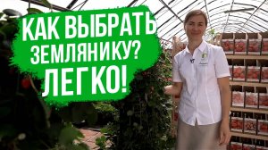 Ассортимент земляники садовой.