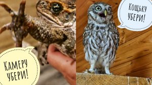 Кошка Морошка надавила на жабу немножко. Сыч Лучик опять обругал кошку матом