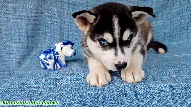 Предлагаем черно-белого, голубоглазого мальчика щенка хаски, родился 8 мая 2025 года