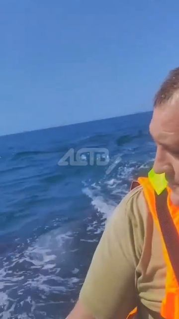 Невероятные кадры: косатки подплыли вплотную к людям смотреть онлайн