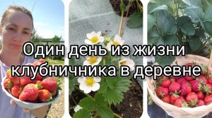 Один день из жизни клубничника в деревне