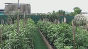 Томатные Гномы - находка для занятых огородников! ОЧЕНЬ НЕПРИХОТЛИВЫЕ!