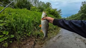 Жерех вытеснил голавлей с переката и... Ловля голавля и жереха на малой реке [Пора ловить голавля]