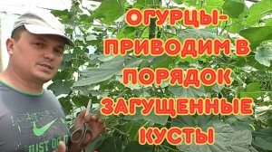 Как правильно обрезать загущенные огурцы.