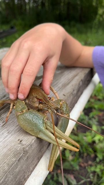 У меня живут РАКИ 🦞 смотреть онлайн