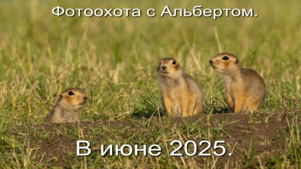 Фотоохота с Альбертом. В июне 2025.