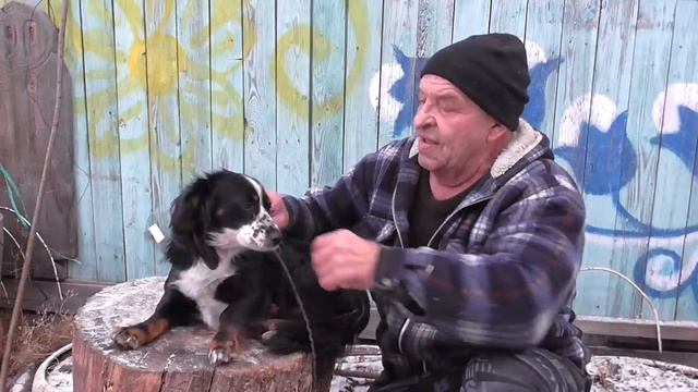 Строгая привязь для собаки по ЭВЕНКИЙСКИ смотреть онлайн