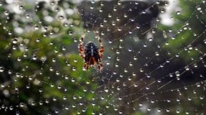 Паук и Гром | И. А. Крылов