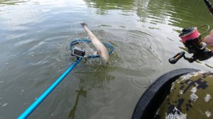 Взяла под ногами и не успела устать. #форель #мисайлово