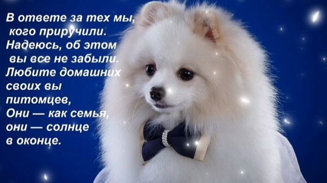 С МЕЖДУНАРОДНЫМ ДНЁМ СОБАК! 🐶 ПОЗДРАВЛЕНИЕ НАШИМ ХВОСТИКАМ 🥰💖 смотреть онлайн