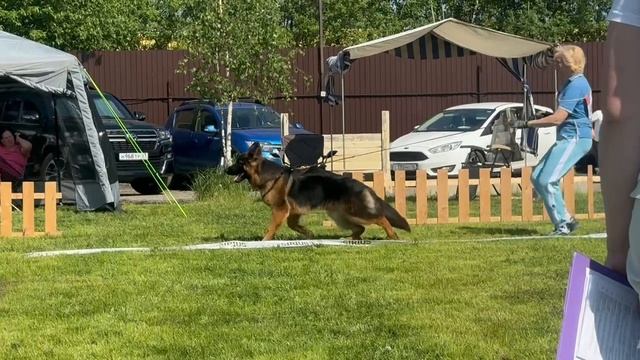 ЩЕНКИ КОБЕЛИ ДШ / КЧК БРОННИЦЫ 24 мая`25 F.Bogoeski, О.Васильев Моно немецких овчарок