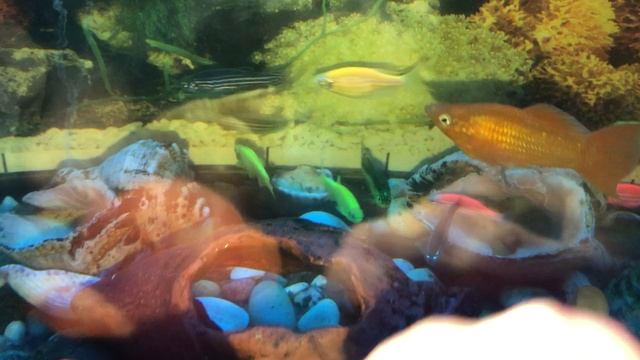 Резиновые Собачки в океанариуме. смотреть онлайн