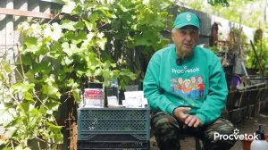 У ВАС БУДЕТ ОГРОМНЫЙ УРОЖАЙ СПЕЛОГО СЛАДКОГО ВИНОГРАДА! Чем подкормить и обработать, как пасынковать