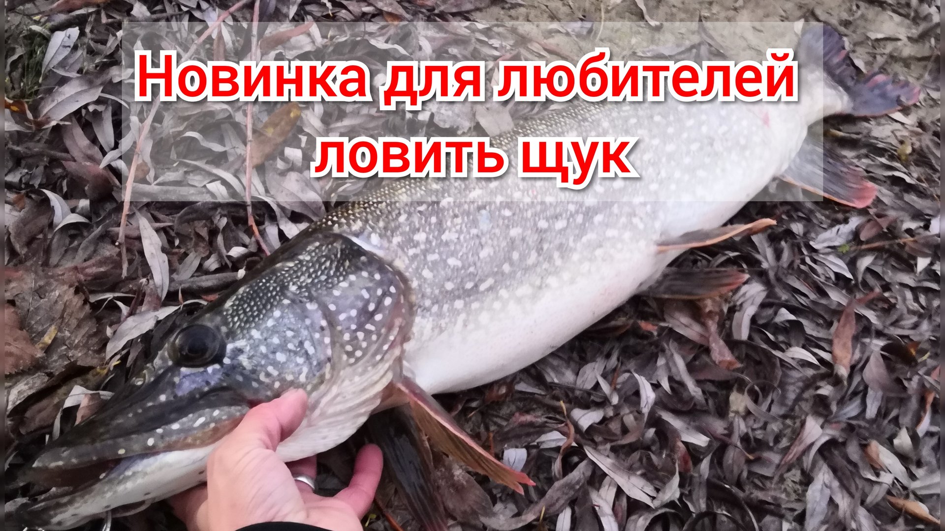 новинка для любителей ловить щук