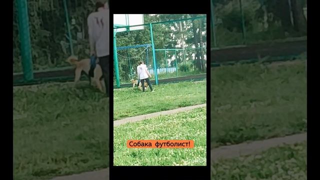 Собака футболист⚽🐶❤ смотреть онлайн