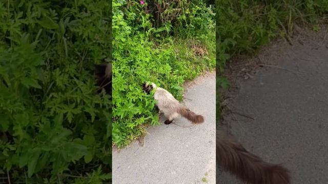 Кот француз в русской деревне смотреть онлайн