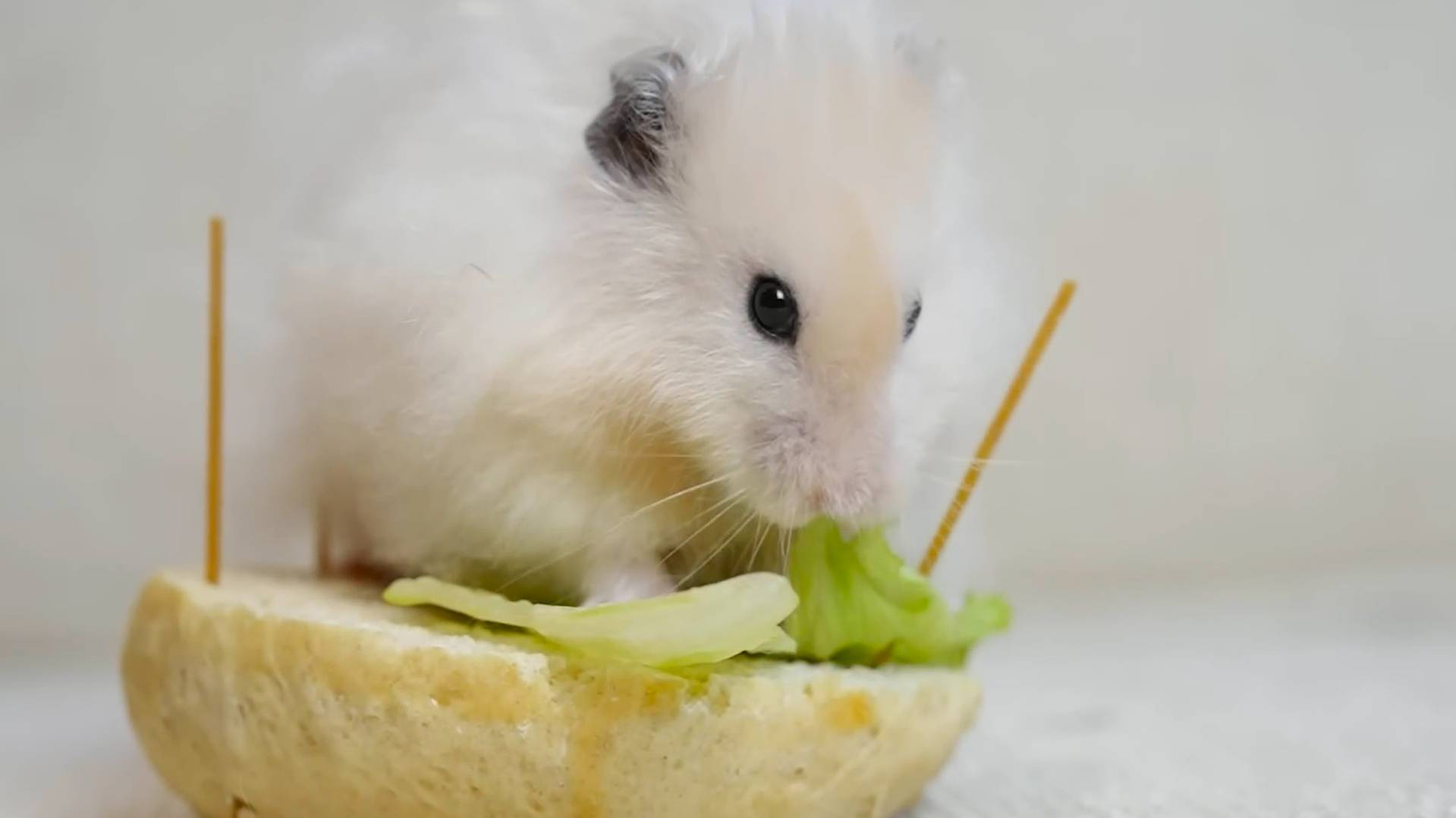 Это надо видеть всем ▶ Милые хомяки едят бургер🔥