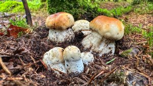 ГРИБНИК СЧАСТЛИВ!НАШЕЛ ПЕРВЫЕ БЕЛЫЕ ГРИБЫ СЕЗОНА | В ЭТОМ МОЛОДОЙ ЕЛЬНИКЕ ПОЛНО ГРИБОВ | ГРИБЫ 2025