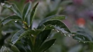 Вы быстро заснете под  нежный звук капель дождя по листьям в саду (360p).mp4