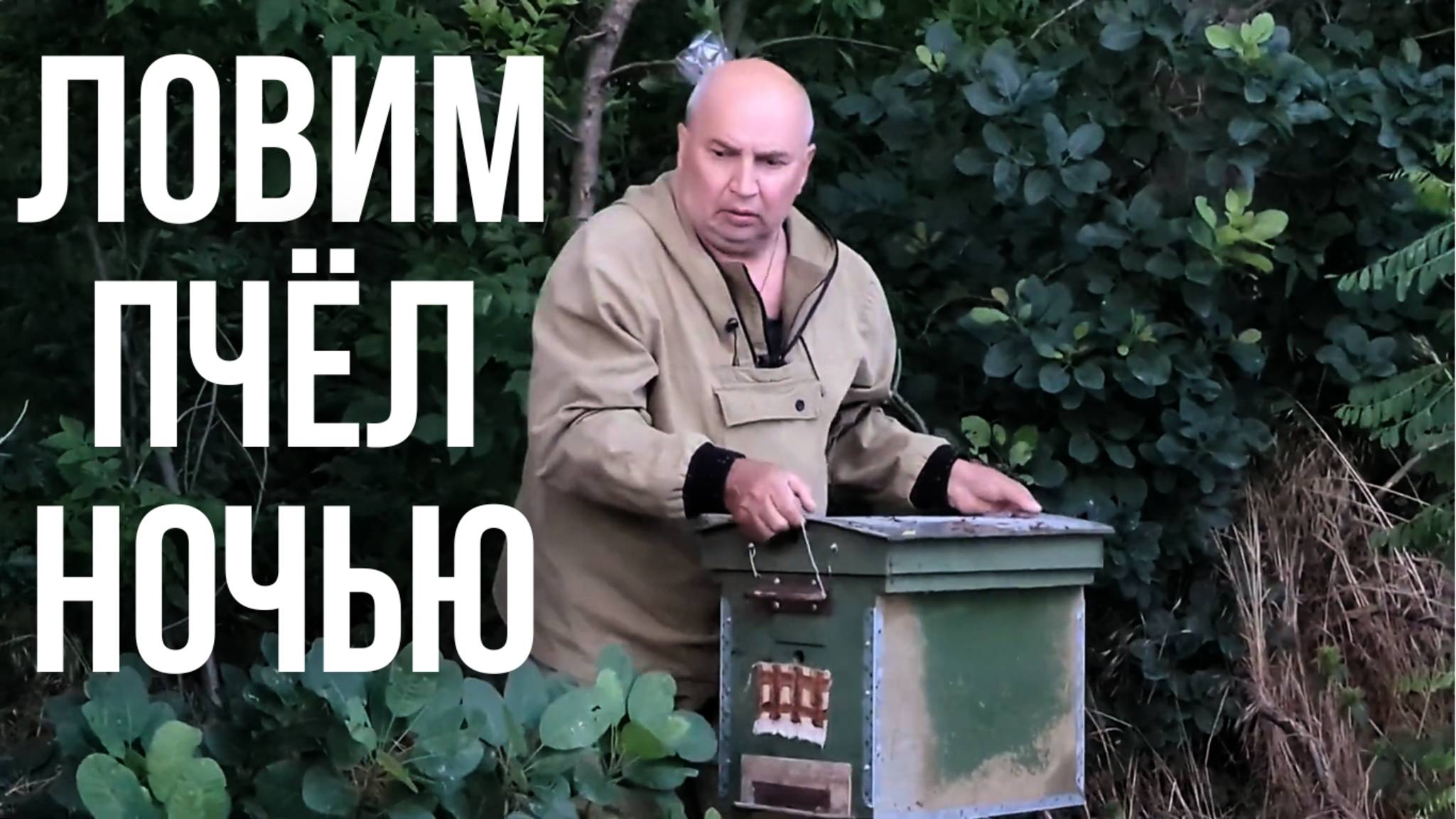 Поймали Рой диких Пчёл ночью в лесу смотреть онлайн