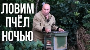 Поймали Рой диких Пчёл ночью в лесу