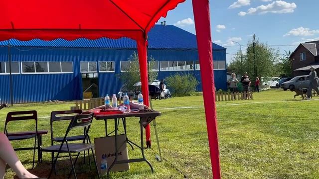 МОЛОДЫЕ КОБЕЛИ / КЧК БРОННИЦЫ 24 мая`25 F.Bogoeski, О.Васильев Моно немецких овчарок