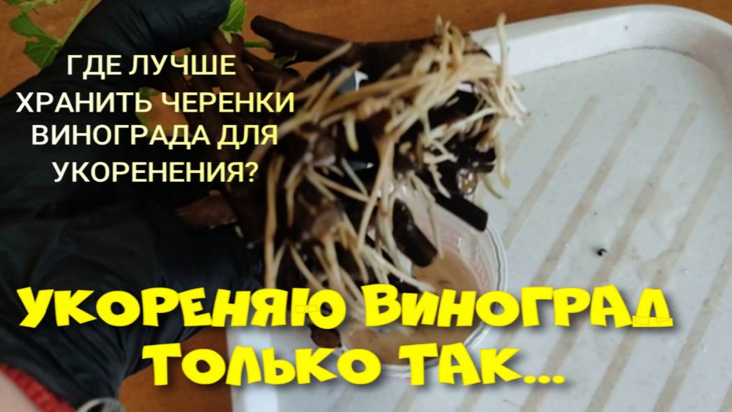 ВИНОГРАД УКОРЕНЯЮ ТОЛЬКО ТАК... смотреть онлайн